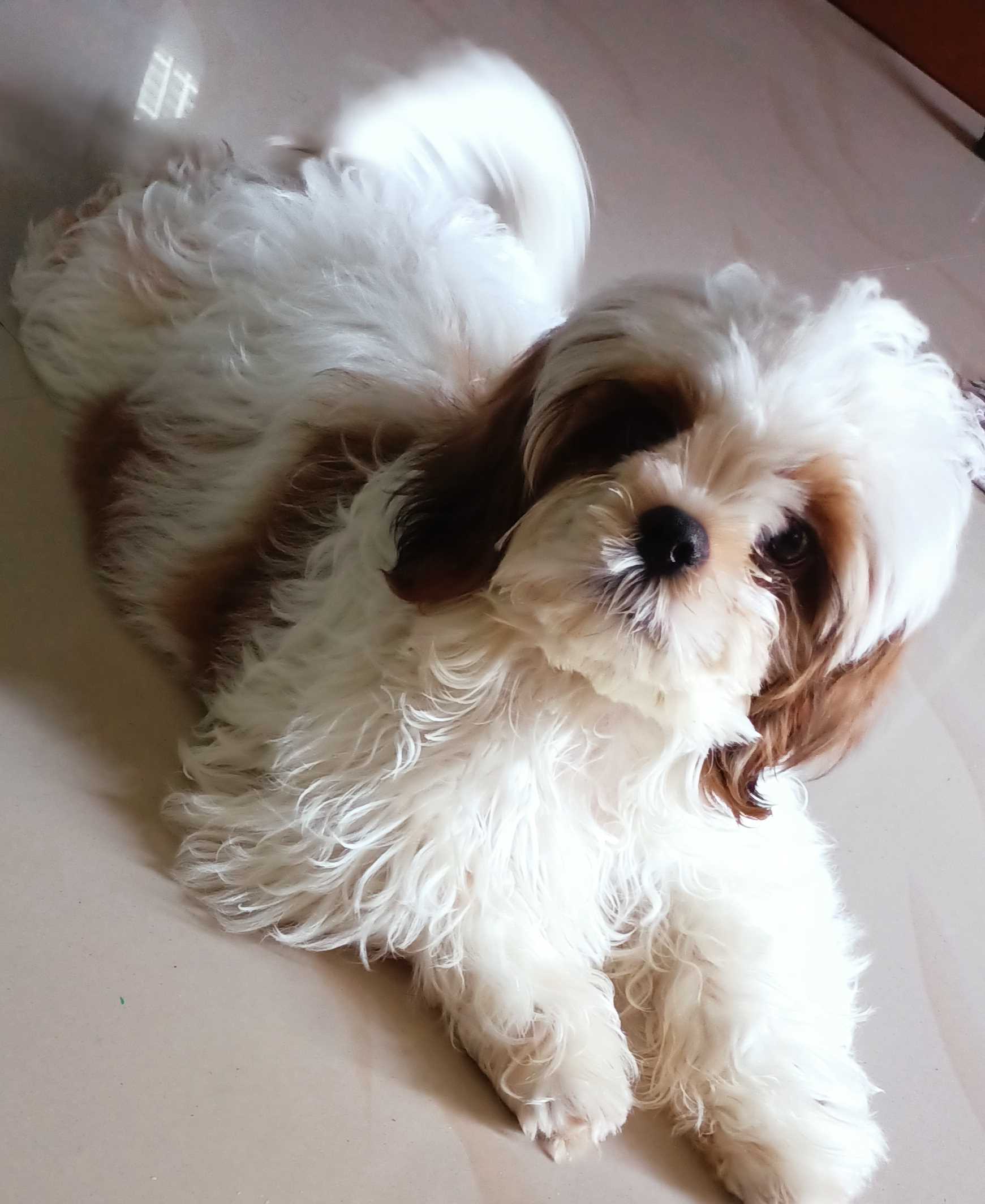 Shih Tzu Dogs For Mating In Chandigarh