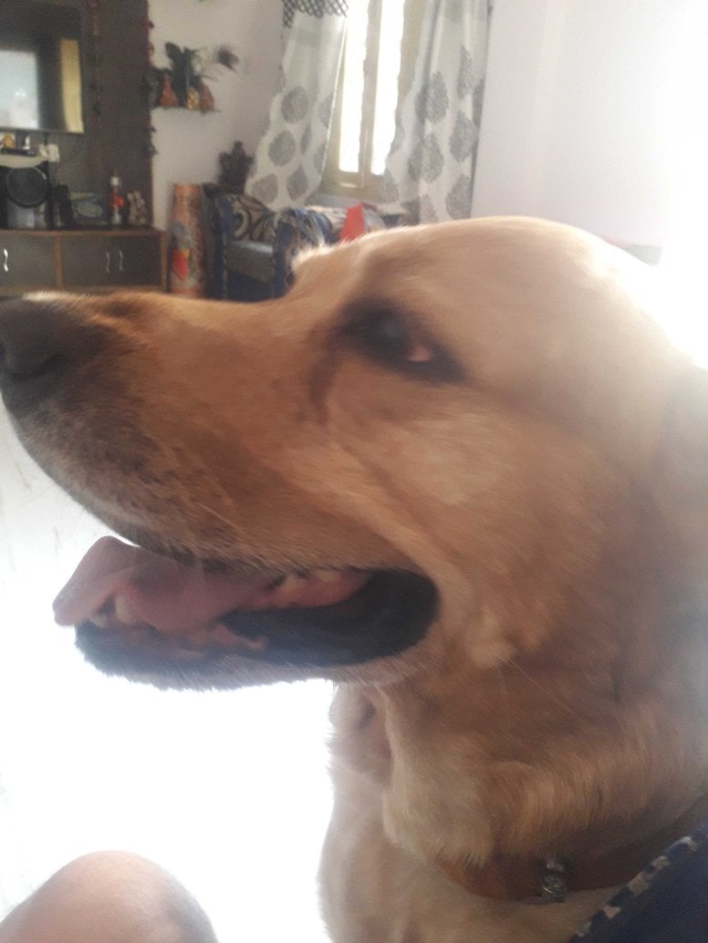 Labrador Retriever Dogs For Mating In Kannur