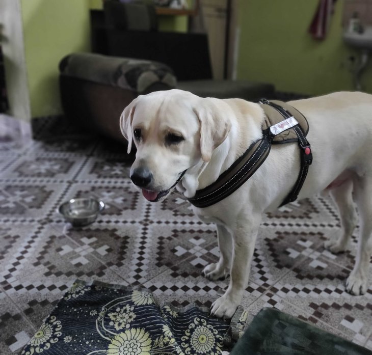 Labrador Retriever Dogs For Mating In Vizag