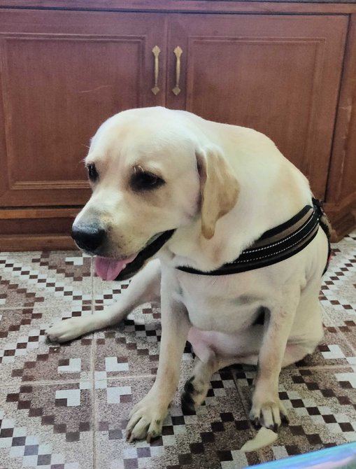 Labrador Retriever Dogs For Mating In Vizag