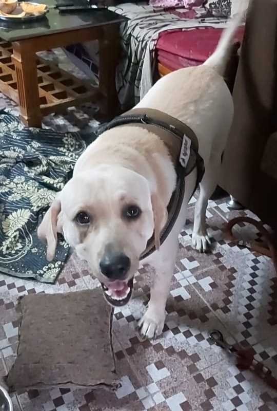 Labrador Retriever Dogs For Mating In Vizag