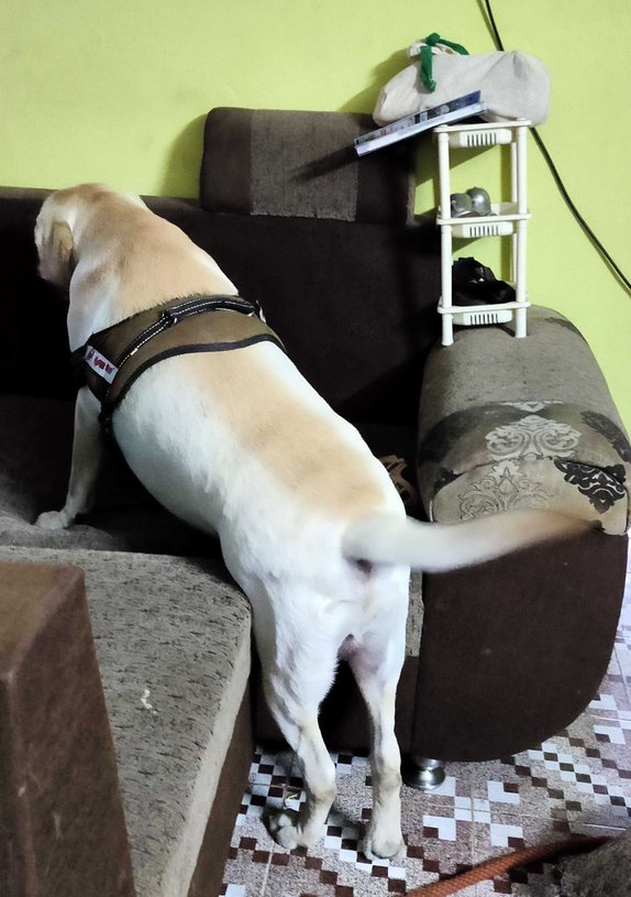Labrador Retriever Dogs For Mating In Vizag