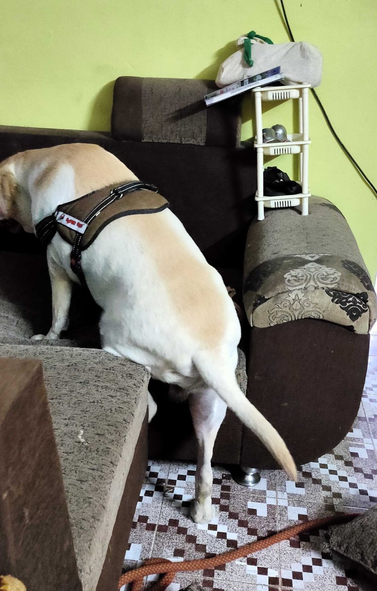Labrador Retriever Dogs For Mating In Vizag