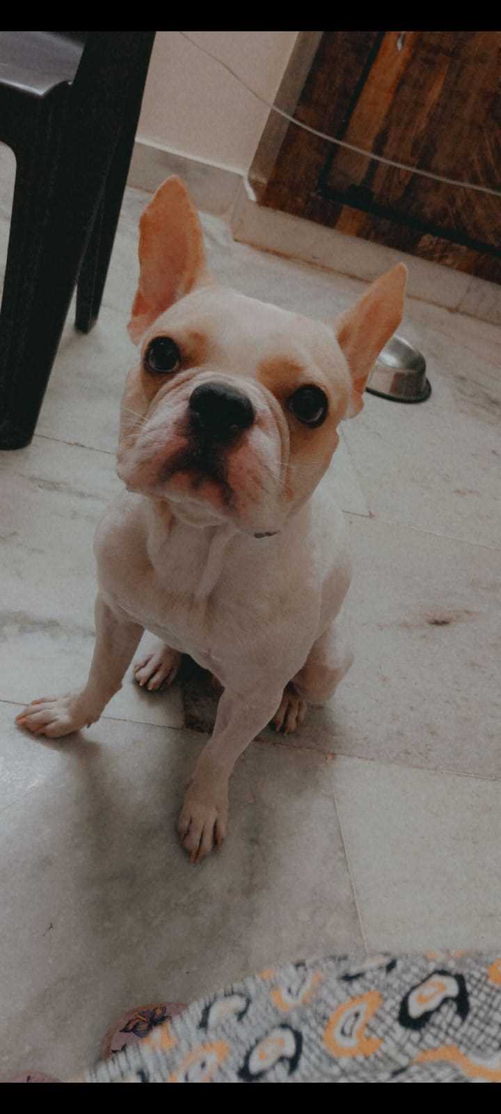 French Bulldog Dogs For Mating In Hyderabad