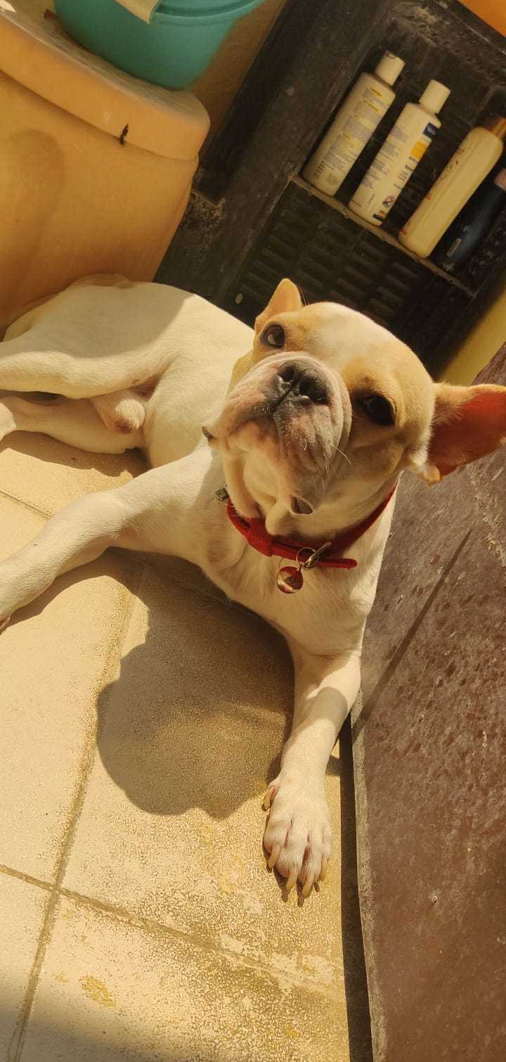 French Bulldog Dogs For Mating In Hyderabad