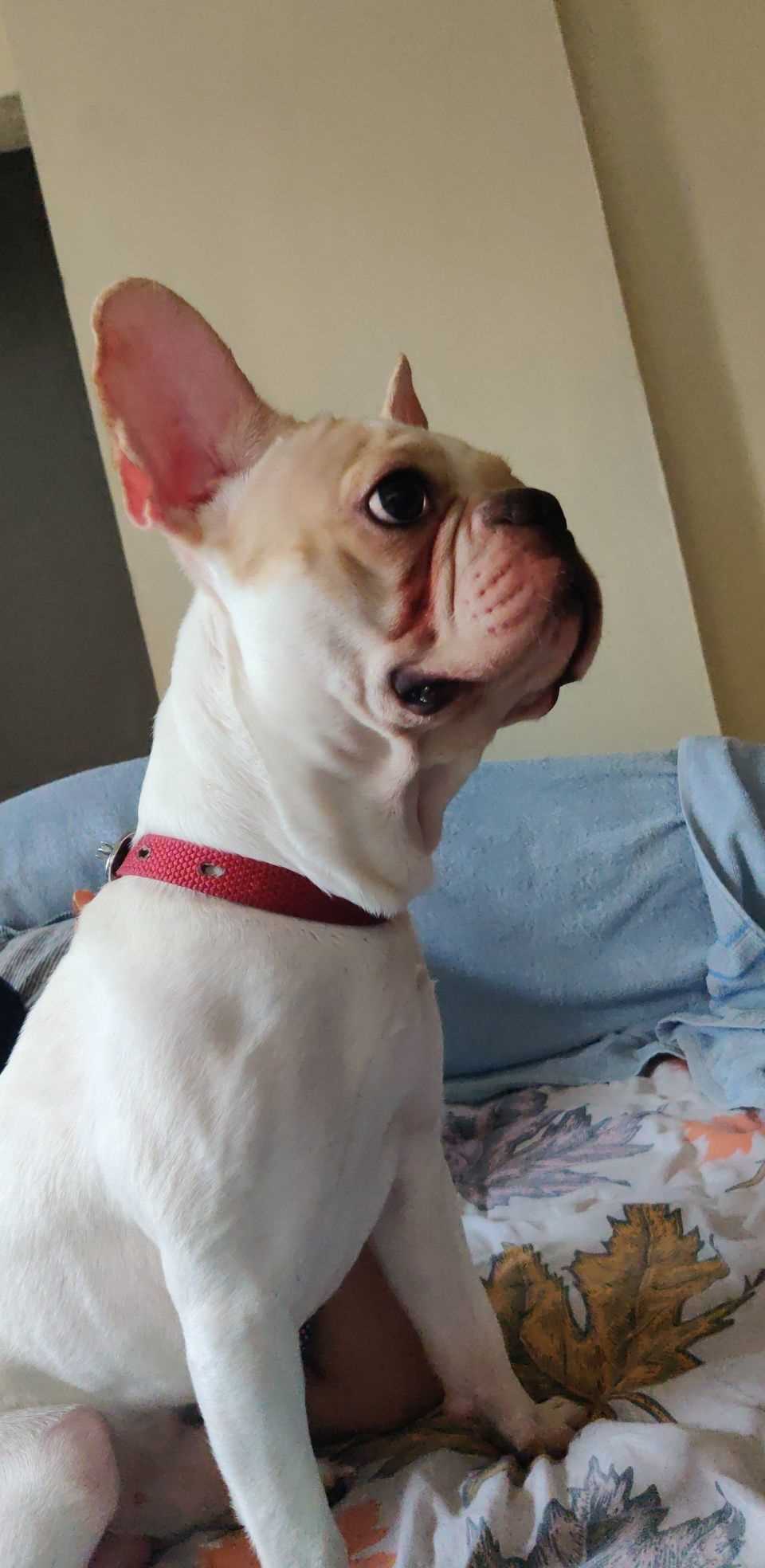 French Bulldog Dogs For Mating In Hyderabad