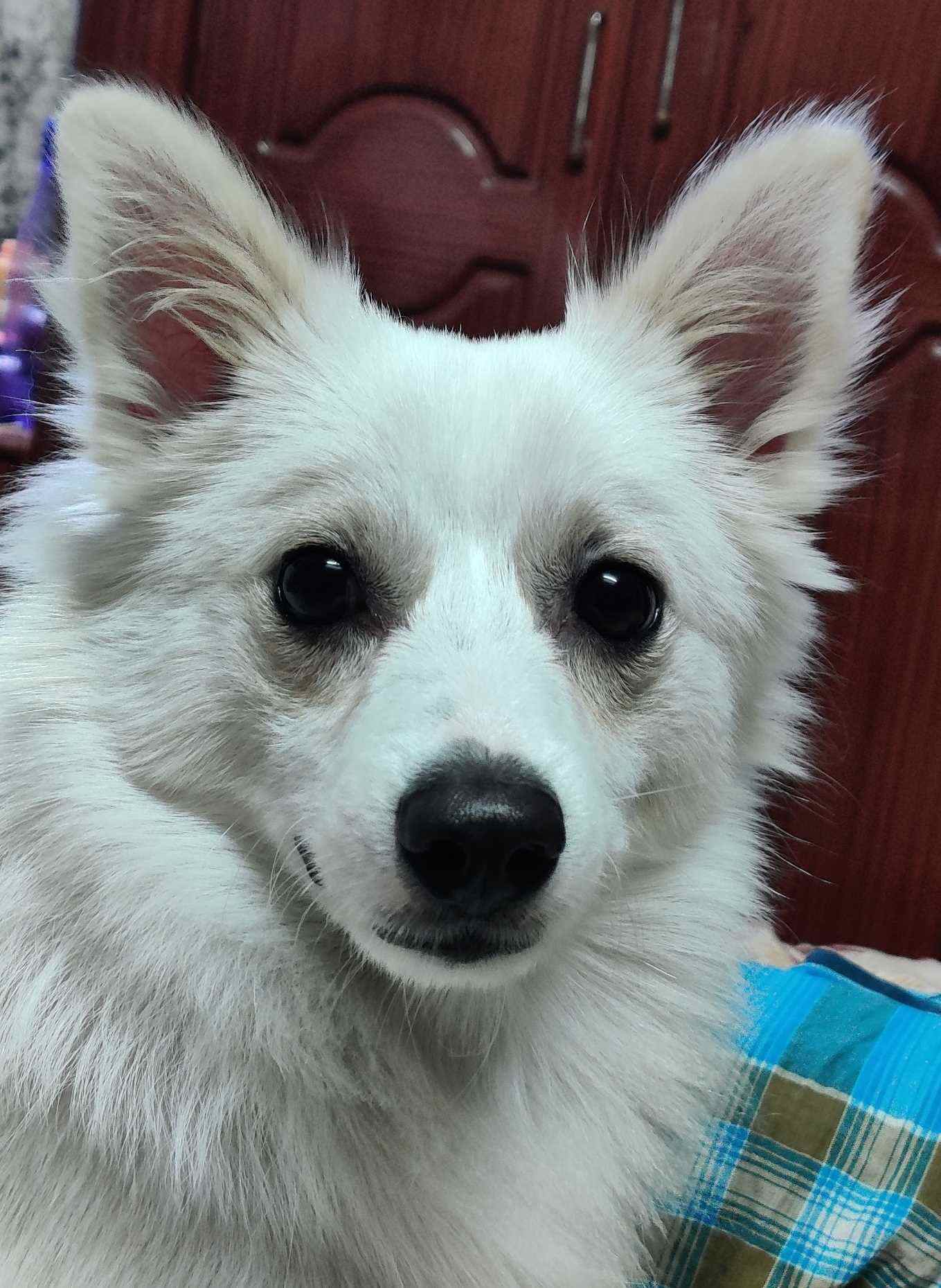 Pomeranian Dogs For Mating In Hyderabad