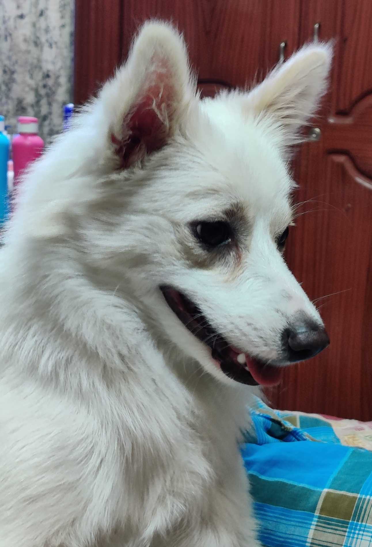Pomeranian Dogs For Mating In Hyderabad