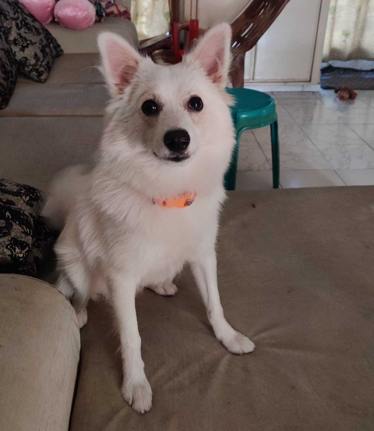 Pomeranian Dogs For Mating In Hyderabad