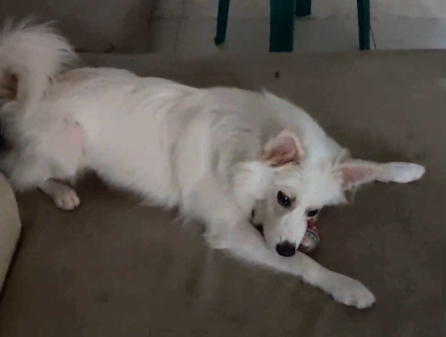 Pomeranian Dogs For Mating In Hyderabad