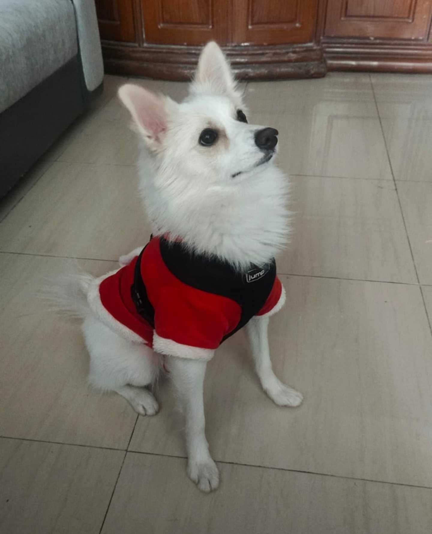 Pomeranian Dogs For Mating In Hyderabad