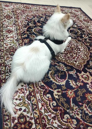 Pomeranian Dogs For Mating In Hyderabad