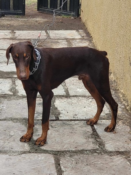Doberman Dogs For Mating In Nasik