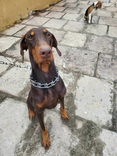 Doberman Dogs For Mating In Nasik