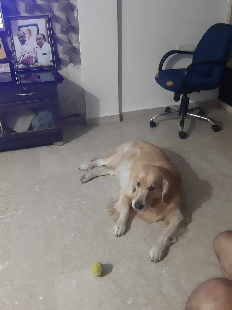 Golden Retriever Dogs For Mating In Pune
