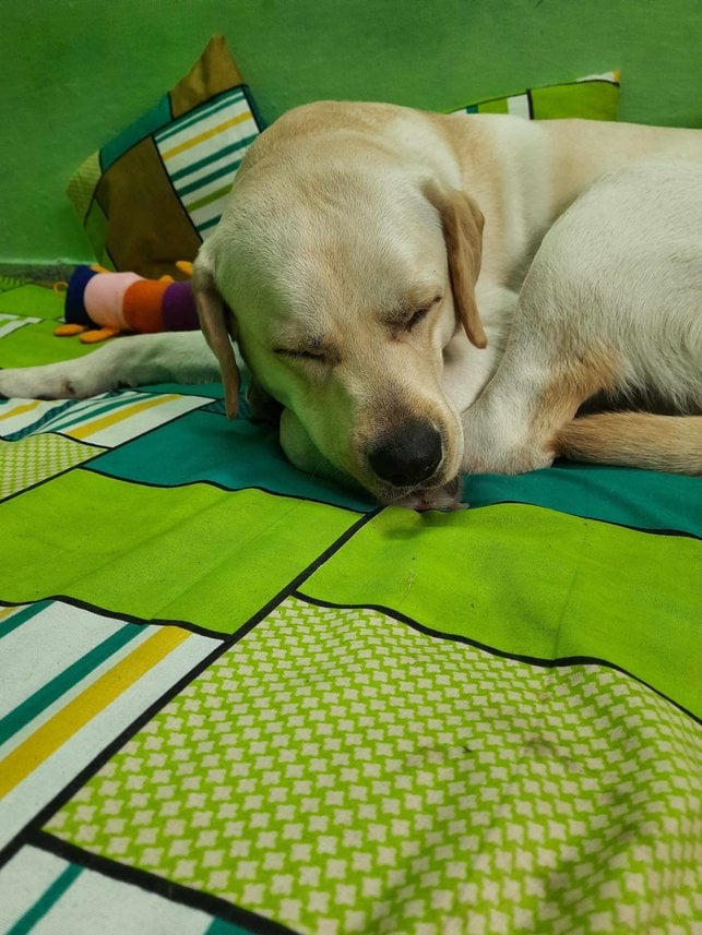 Labrador Retriever Dogs For Mating In Dehradun