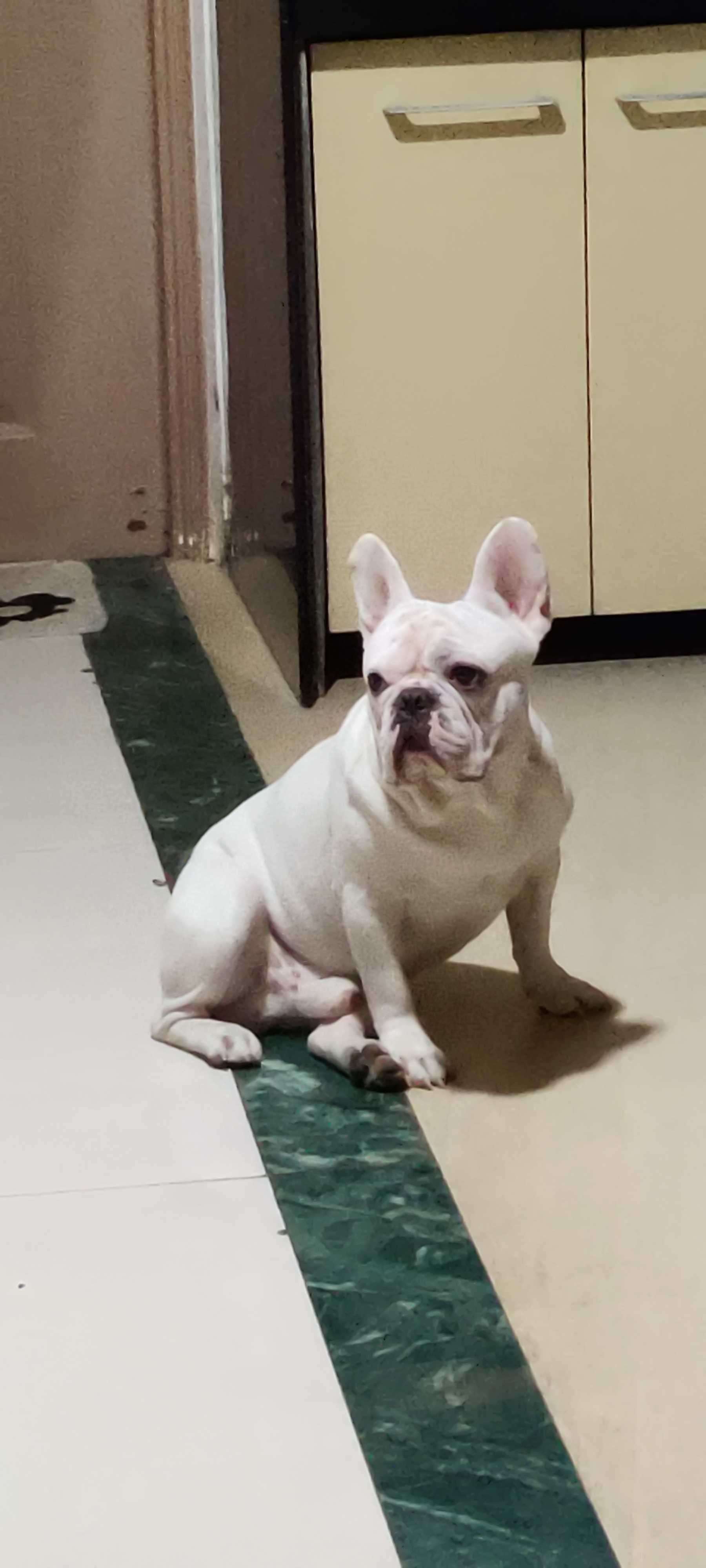 French Bulldog Dogs For Mating In Nagpur