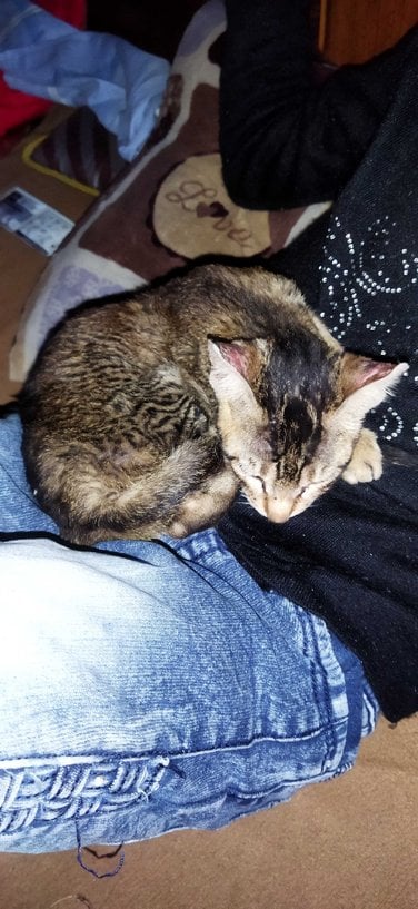 Indian Breed For Adoption In Amritsar