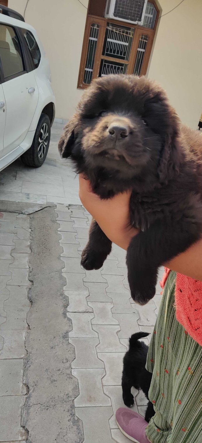 Indian Mastiff For Sale In Bangalore