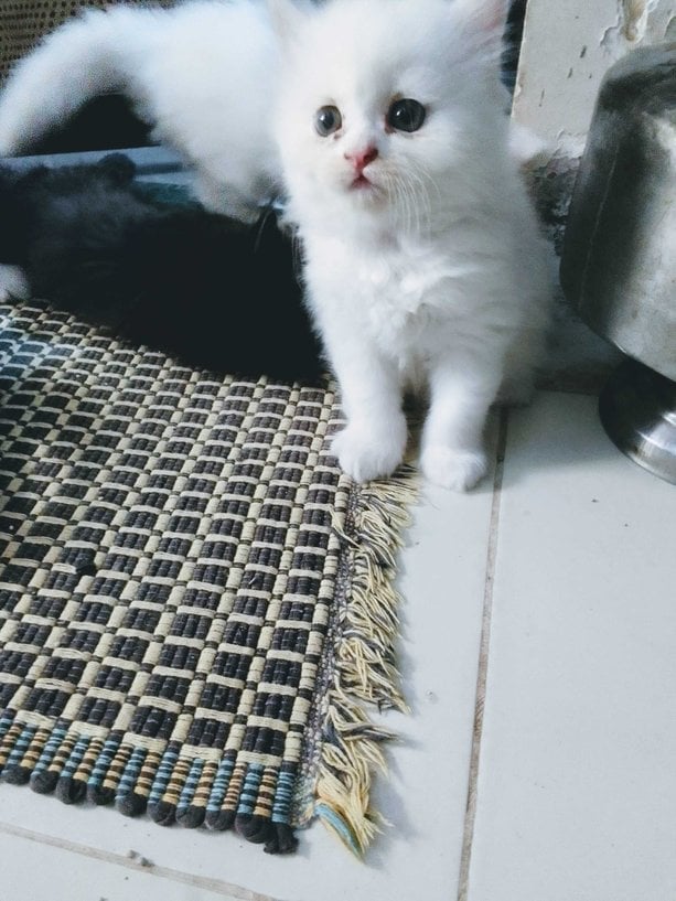 Persian For Sale In Aligarh UP
