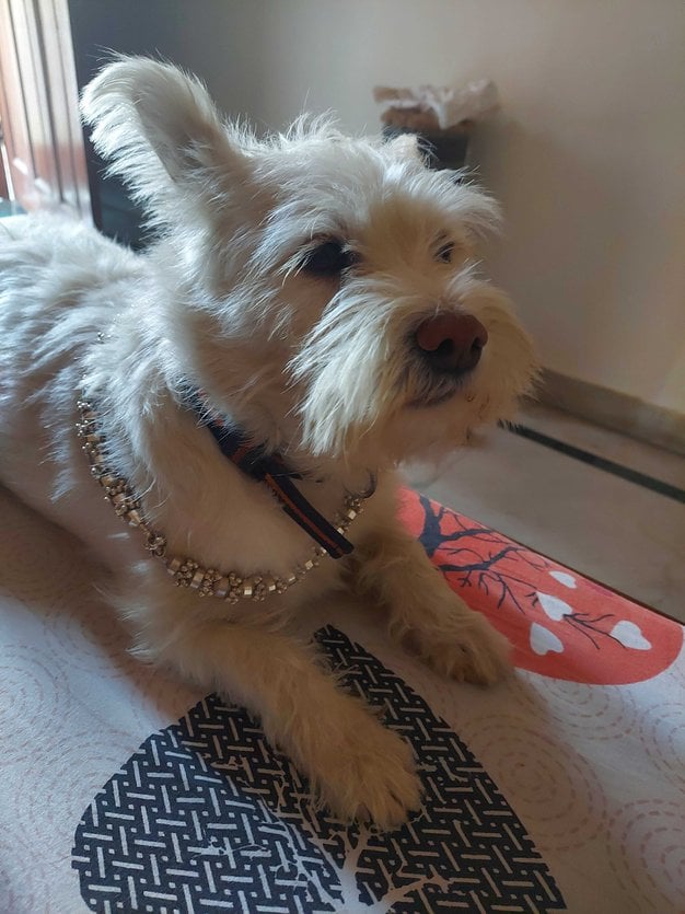 West Highland White Terrier Dogs For Mating In Gurgaon