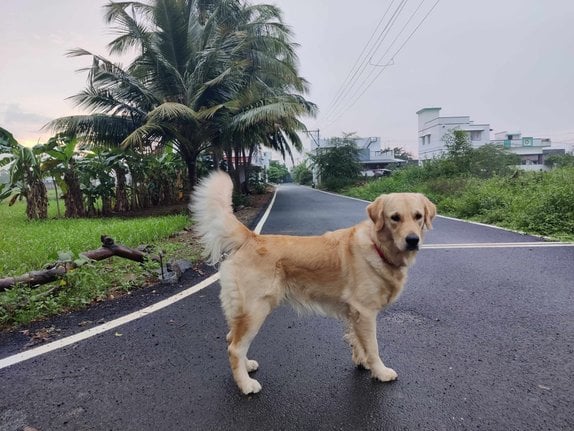 Golden Retriever Dogs For Mating In Vijayawada