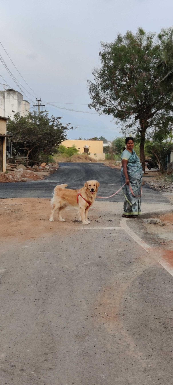 Golden Retriever Dogs For Mating In Vijayawada
