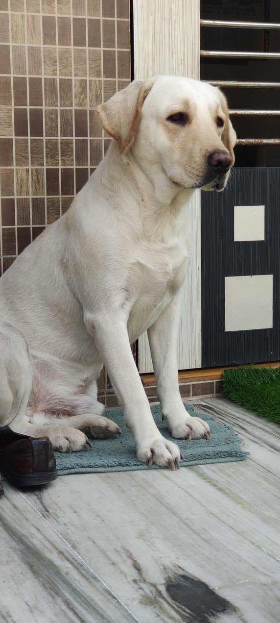Labrador Retriever Dogs For Mating In Delhi