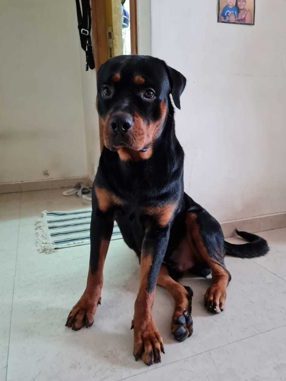 Rottweiler Dogs For Mating In Chennai