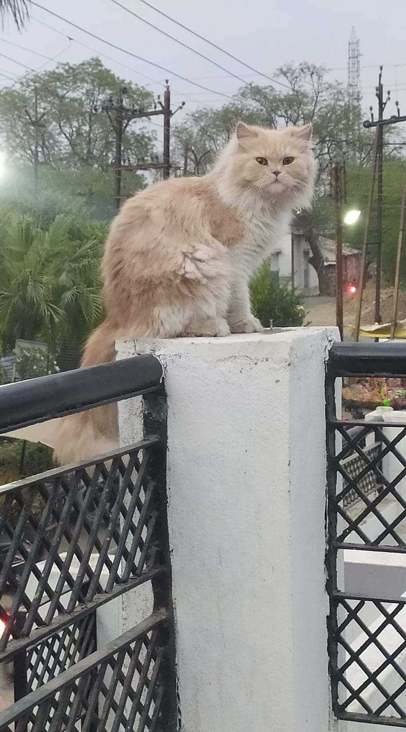 Persian Dogs For Mating In Indore
