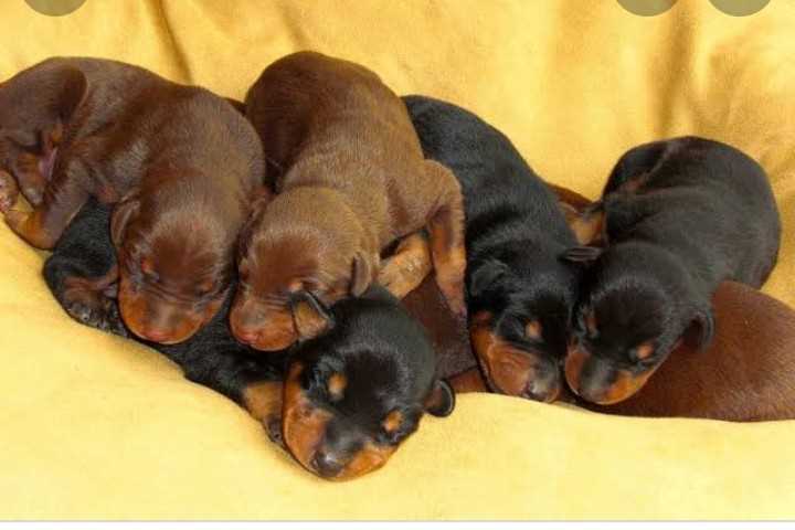 Doberman For Sale In Mumbai