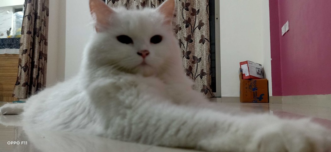 Persian Dogs For Mating In Pune