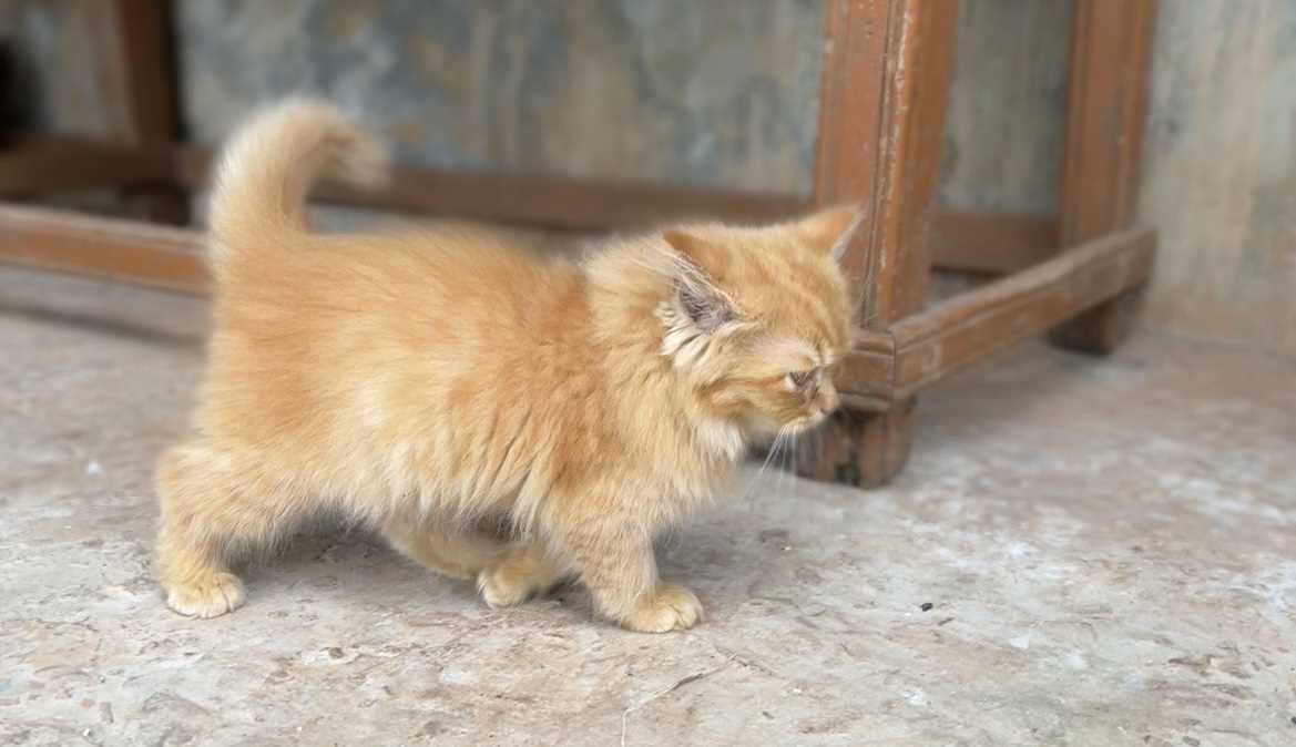 Persian For Sale In Satara