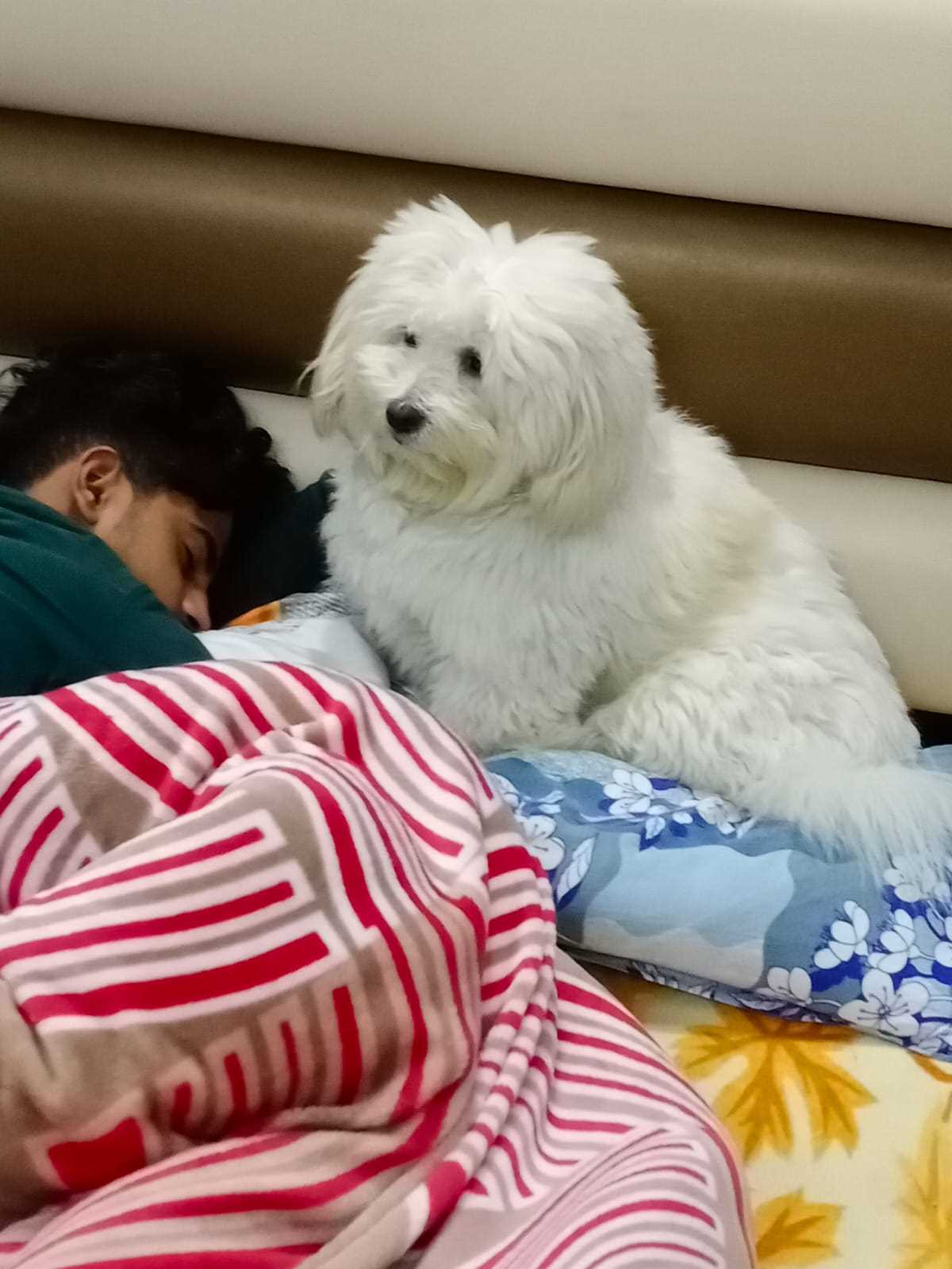 Lhasa Apso Dogs For Mating In Angul