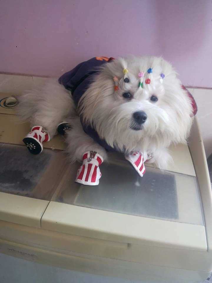 Lhasa Apso Dogs For Mating In Angul