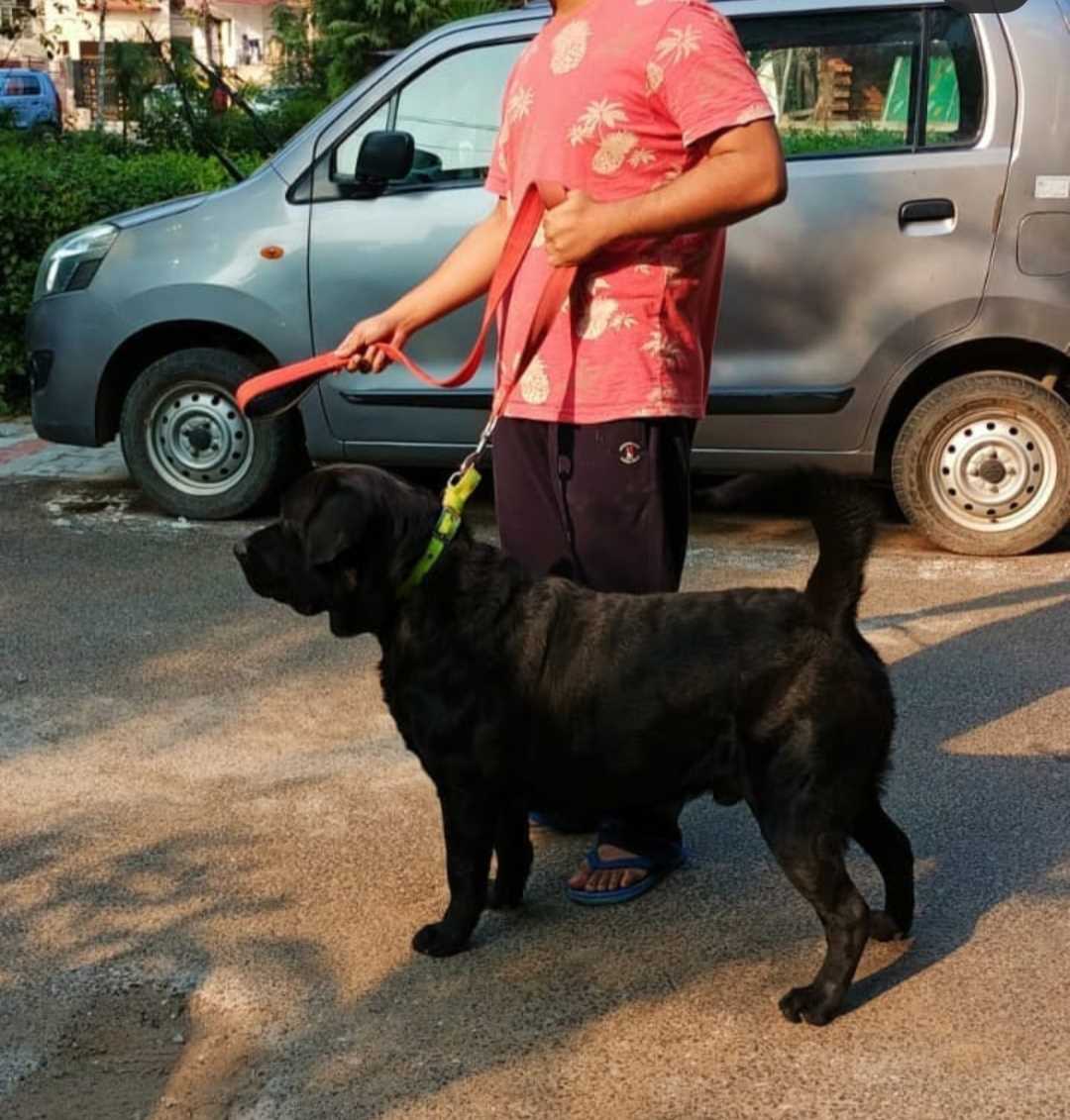 Labrador Retriever Dogs For Mating In Delhi