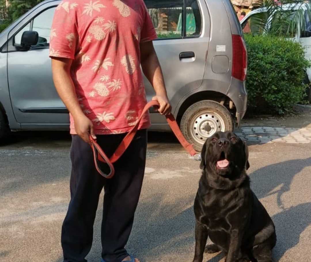 Labrador Retriever Dogs For Mating In Delhi