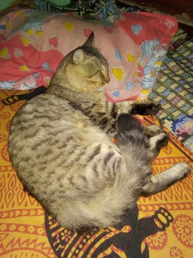 Bengal Dogs For Mating In Kolkata