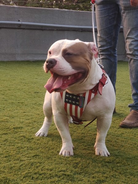 American Bully Dogs For Mating In Pune