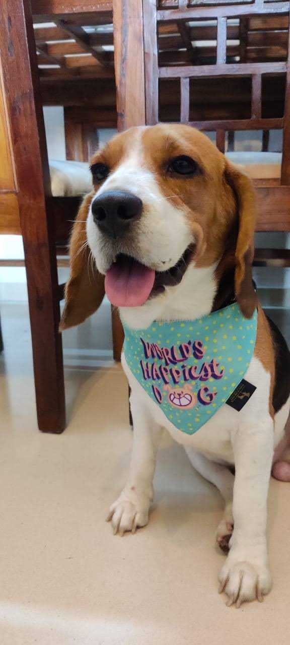 Beagle Dogs For Mating In Pune