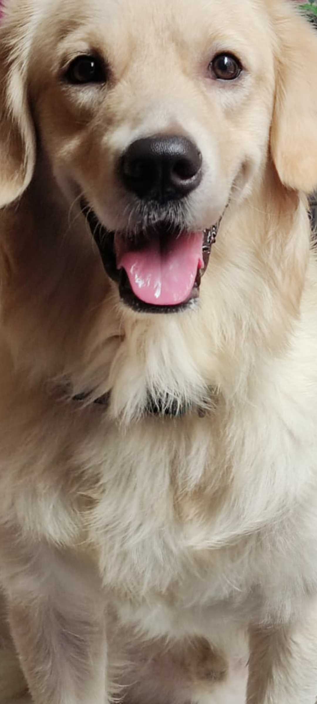 Golden Retriever Dogs For Mating In Surat