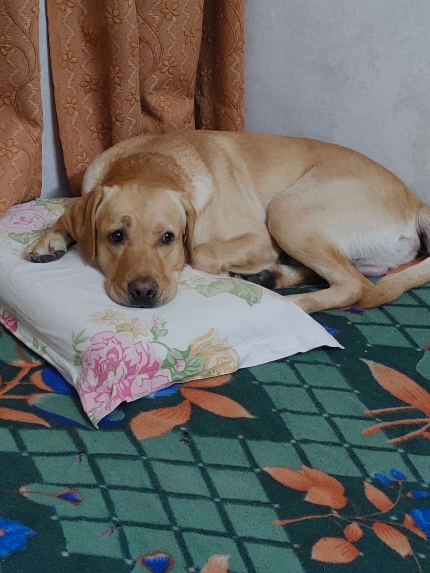 Labrador Retriever Dogs For Mating In Guwahati