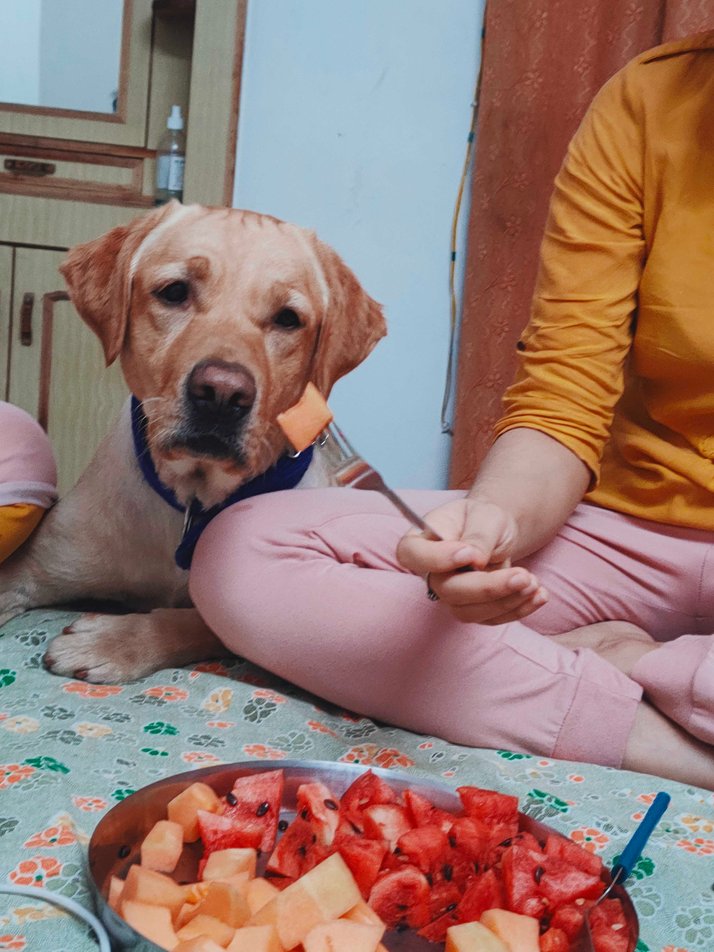 Labrador Retriever Dogs For Mating In Guwahati