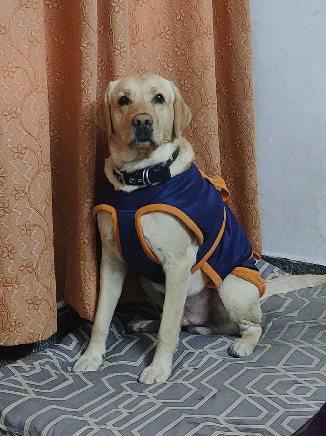 Labrador Retriever Dogs For Mating In Guwahati