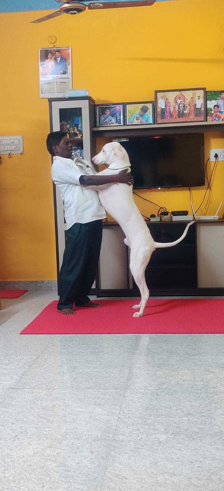 Rajapalayam Dogs For Mating In Chennai