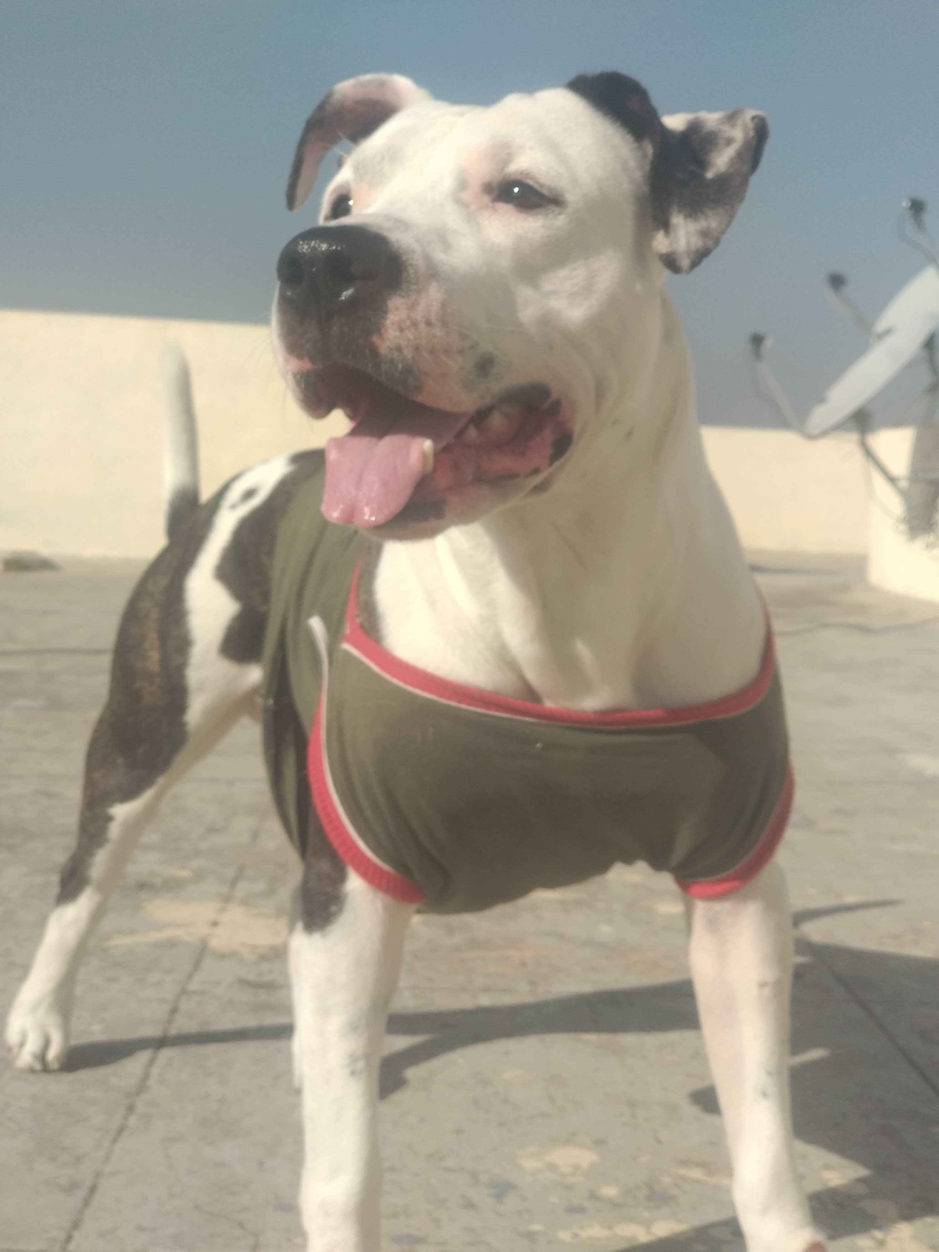 American Pit Bull Terrier Dogs For Mating In Nasik