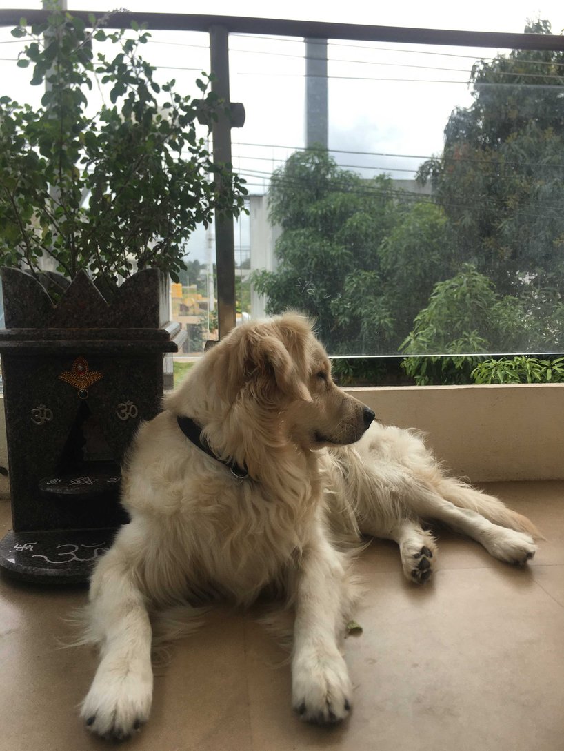 Golden Retriever Dogs For Mating In Gurgaon