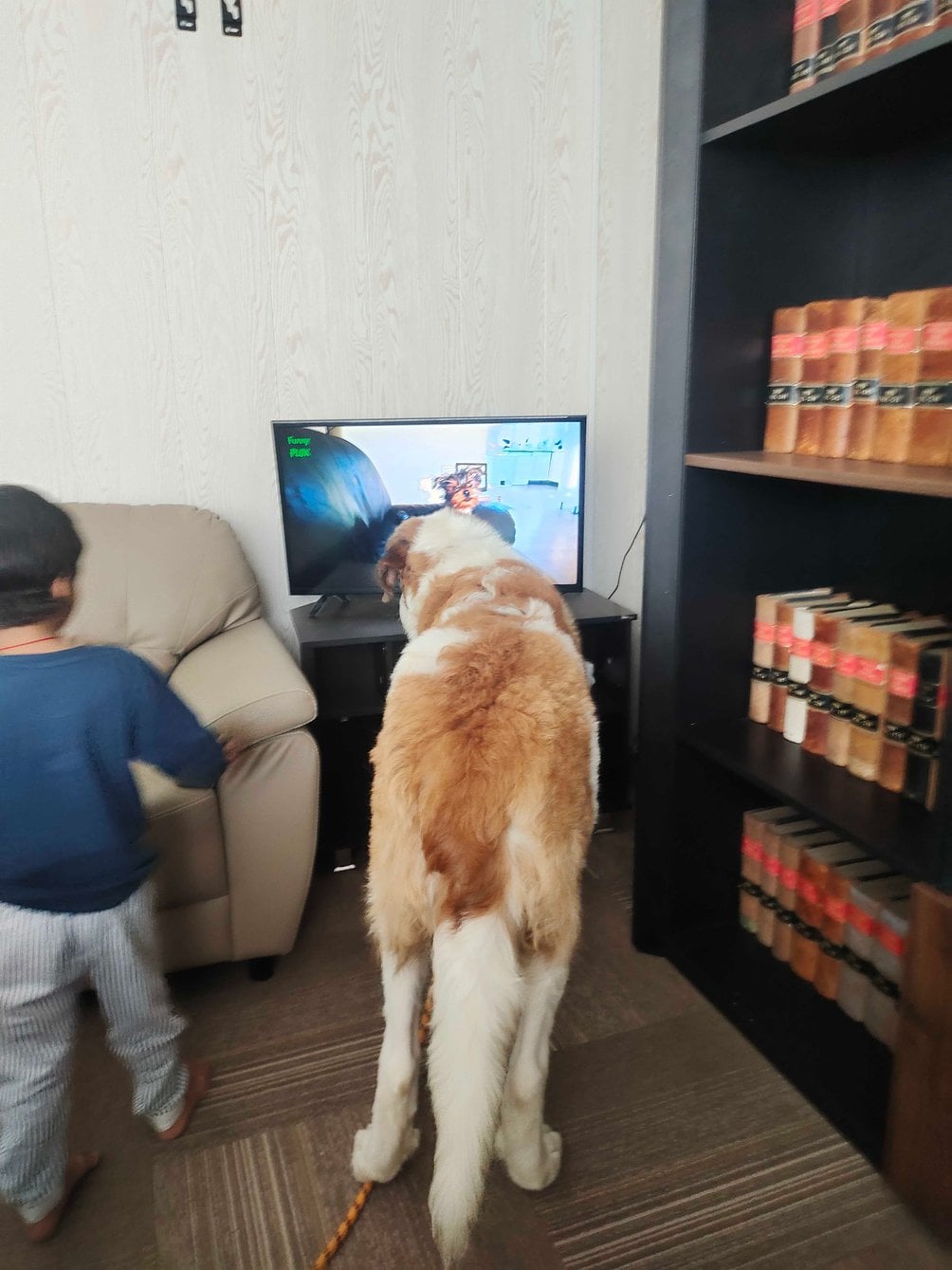 Saint Bernard Dogs For Mating In Delhi