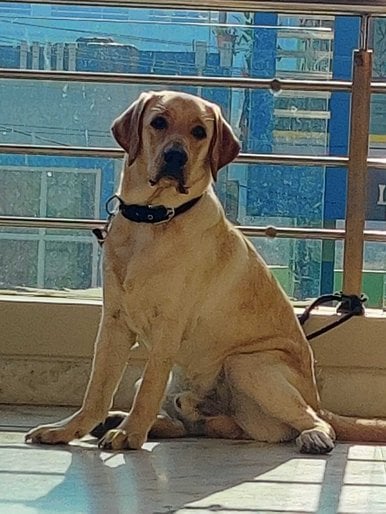 Labrador Retriever Dogs For Mating In Hyderabad