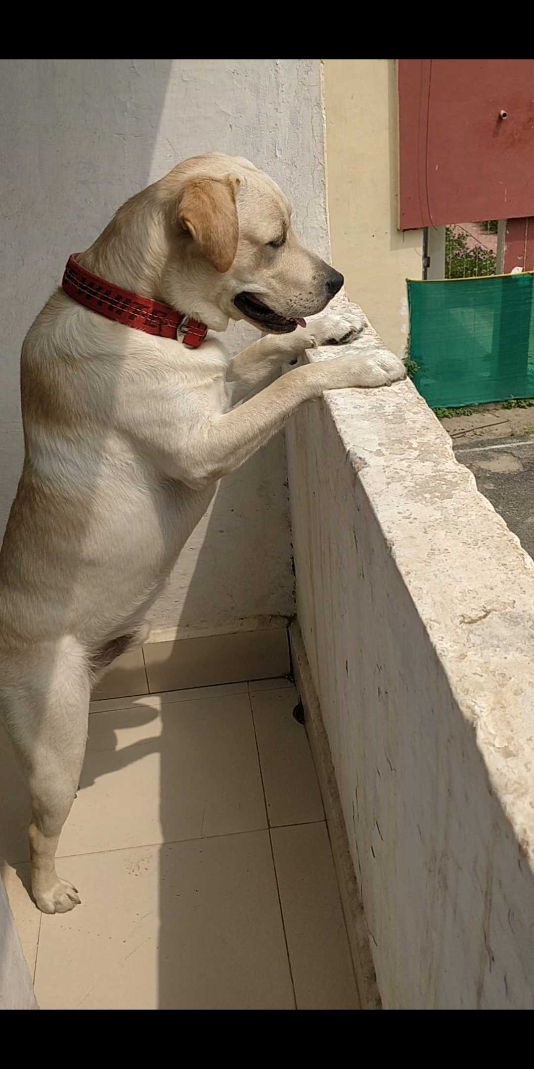 Labrador Retriever Dogs For Mating In Bhilai Nagar